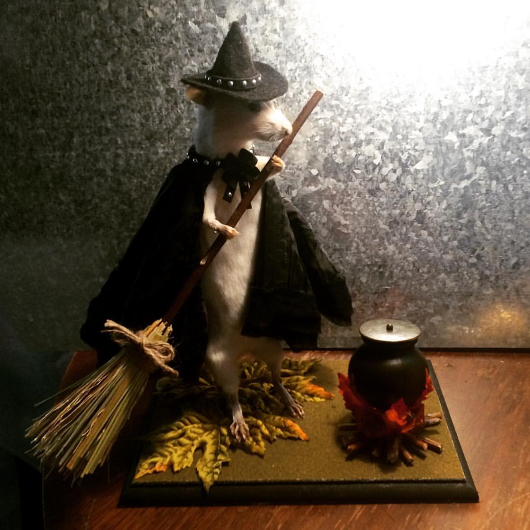 witch-rat